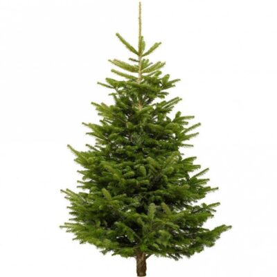 Nordmann Fir Fresh Cut Christmas Trees