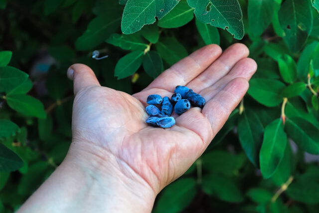 Blueberries on steroids: Scotland’s new super fruit – the honeyberry