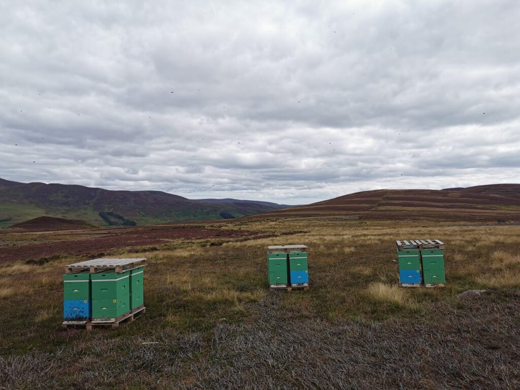 Arbuckles beehives on a heather moor in the scottish glens