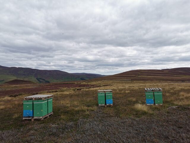 What Is Scottish Heather Honey? A Guide from Our Own Hives