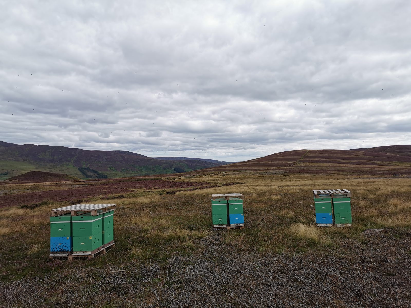 Beehives on a Scottish heather moor Arbuckles Farm Shop Arbuckles beehives on a heather moor in the scottish glens