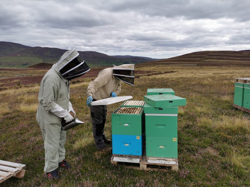 Beekeepers checking hives on the heather Arbuckles Farm Shop Arbuckles beekeepers checking a hive on the heather moor