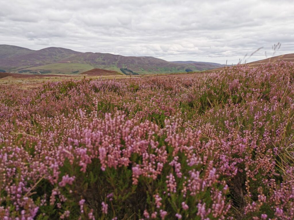 Scottish heather in bloom Arbuckles Farm Shop Ling heather in full bloom on a scottish moor with hills behind